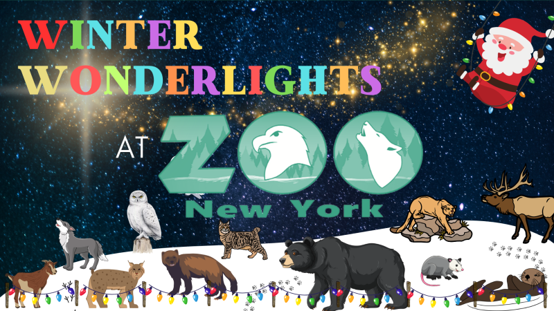 Winter Wonderlights At Zoo NY